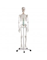 Squelette didactique Oscar