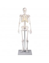 Squelette miniature Tom