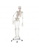 Squelette "Peter"