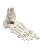 Squelette du pied 