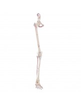 Squelette de la jambe avec moitié de bassin