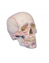 Modèle de crâne avec marquage musculaires